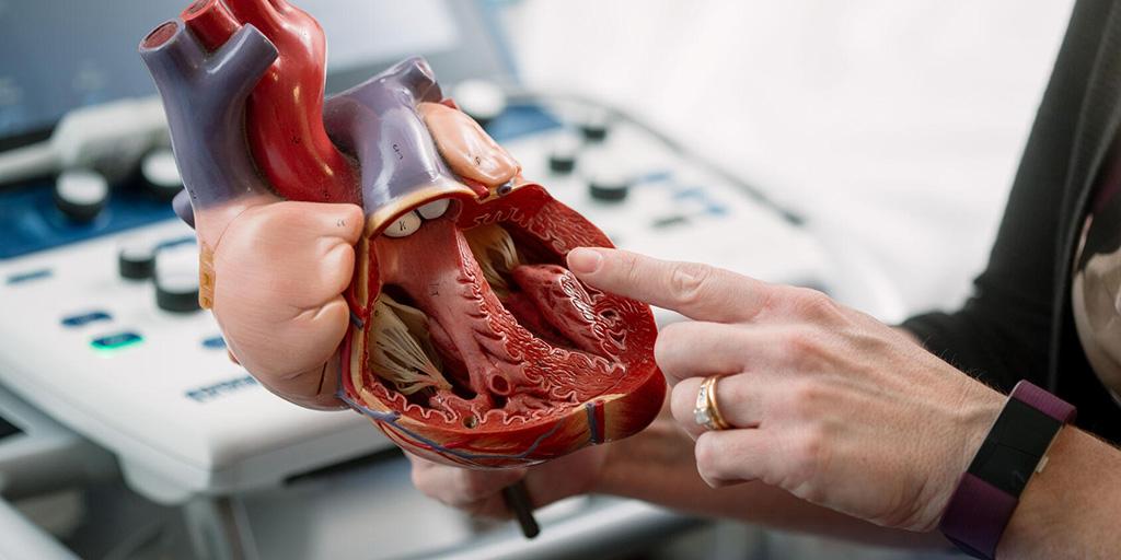 Close up on a model of a heart