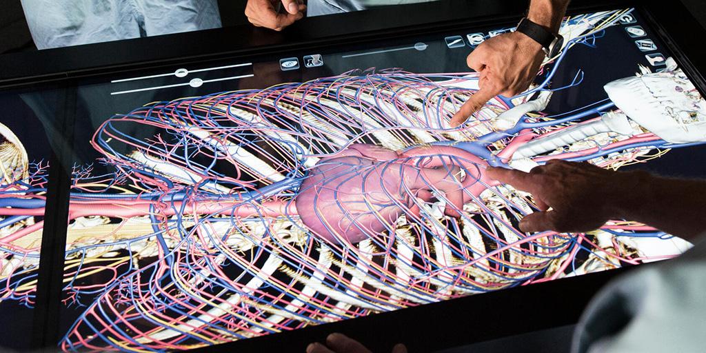 Staff reviewing animation of heart, blood vessels, and arteries on large monitor.