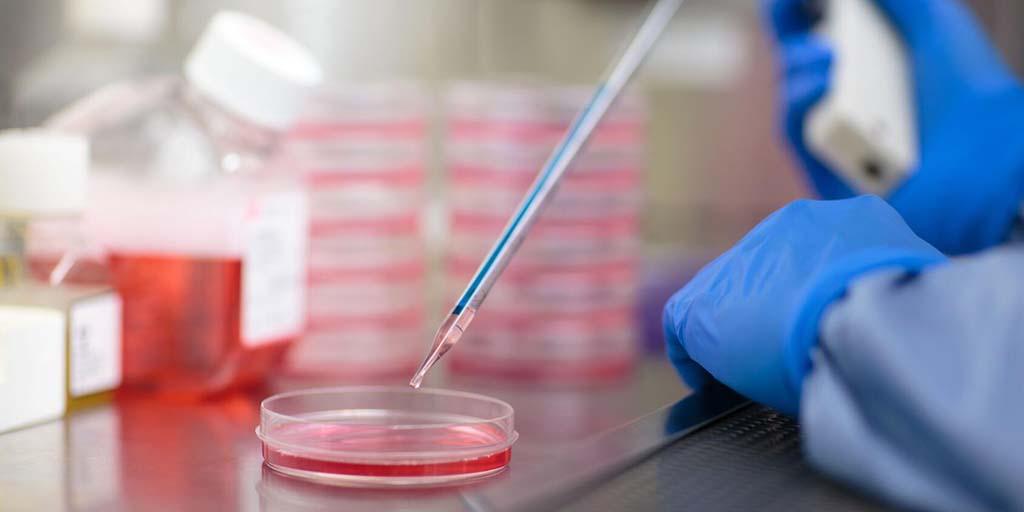 Scientist works with a petri dish and other materials in the Center for Regenerative Medicine