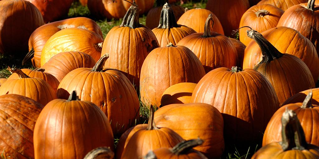 A pile of pumpkins.