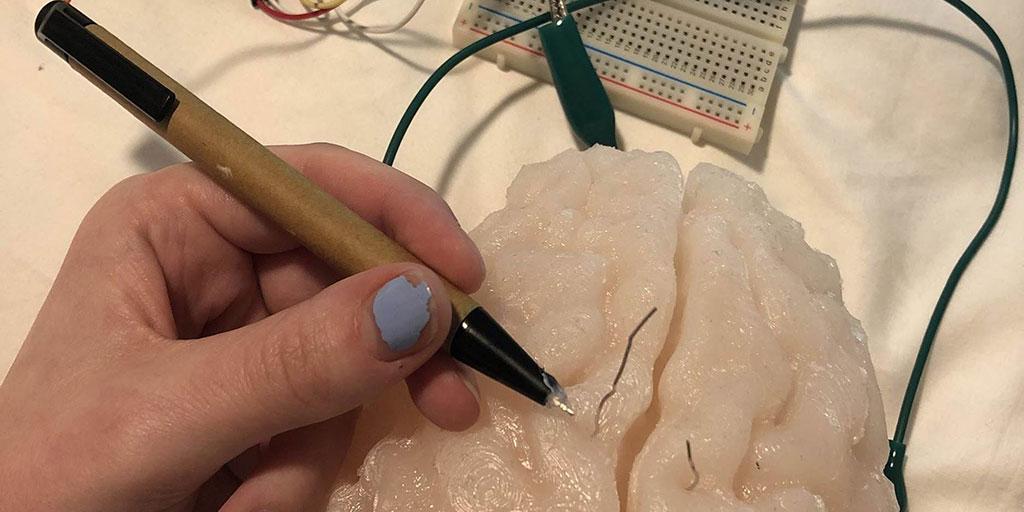 Mayo Clinic student analyzing a model of the brain