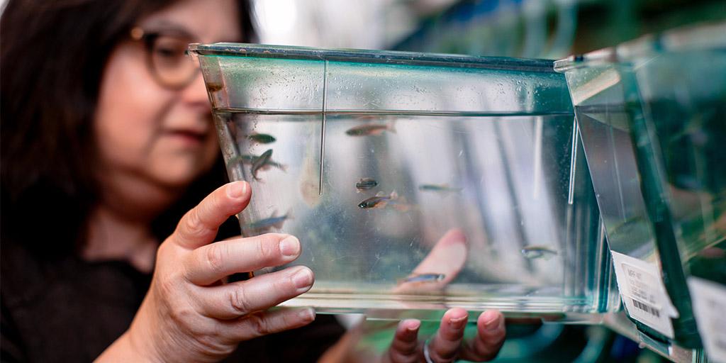 A Mayo Clinic researcher with a fish tank for zebra fish