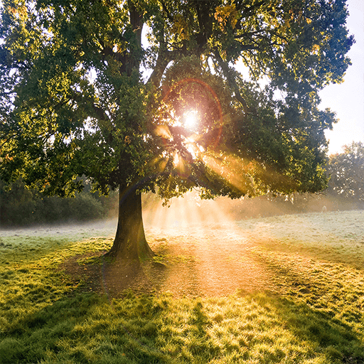Tree in leaf with lens flare as sun sets/rises