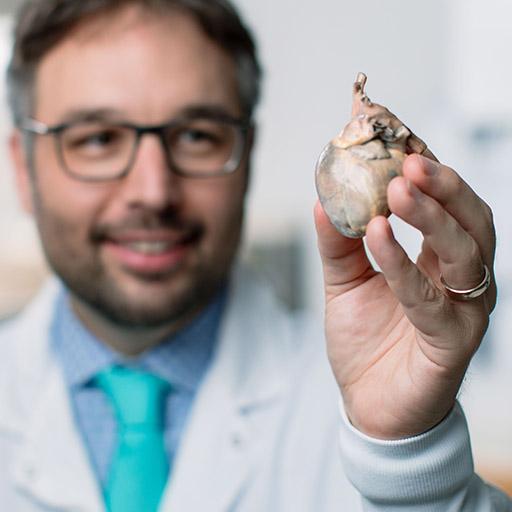 Mayo Clinic cardiovascular pathologist holding a model