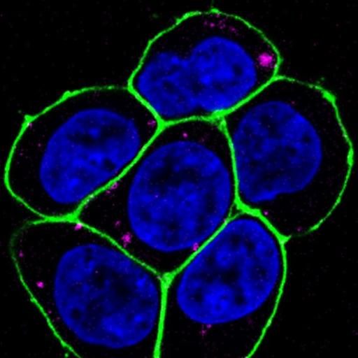 Confocal microscopy image by Brandon Wilbanks