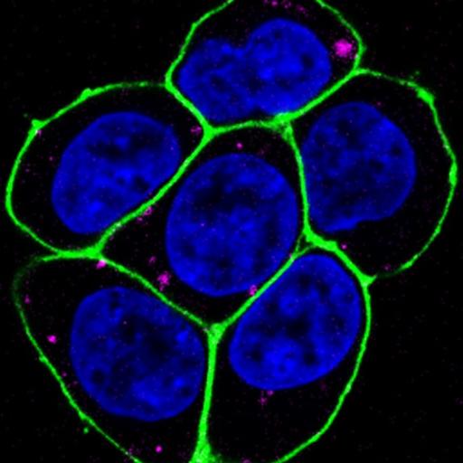 Confocal microscopy image by Brandon Wilbanks